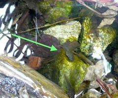 Pseudacris cadaverina