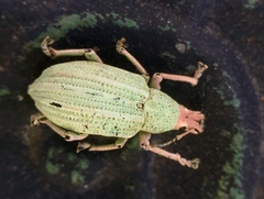 Compsus auricephalus