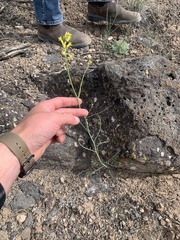 Sisymbrium linifolium