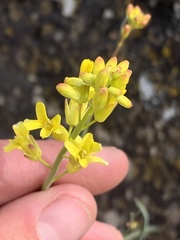 Sisymbrium linifolium
