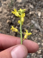 Sisymbrium linifolium