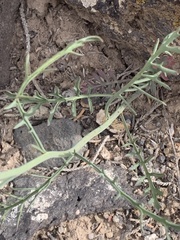 Sisymbrium linifolium