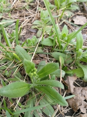 Draba nemorosa