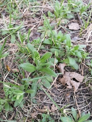 Draba nemorosa