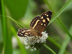 Anthanassa drusilla