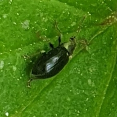 Phyllobius viridicollis
