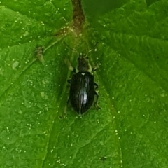 Phyllobius viridicollis