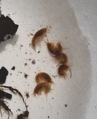 Gammarus fossarum