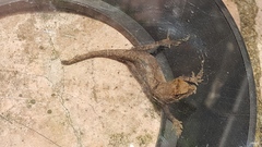 Anolis laeviventris