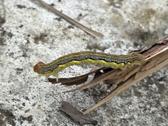 Erannis tiliaria
