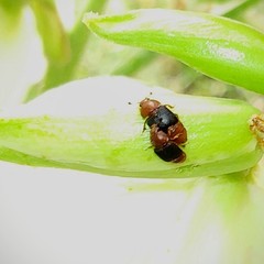 Caplothorax melanopterus