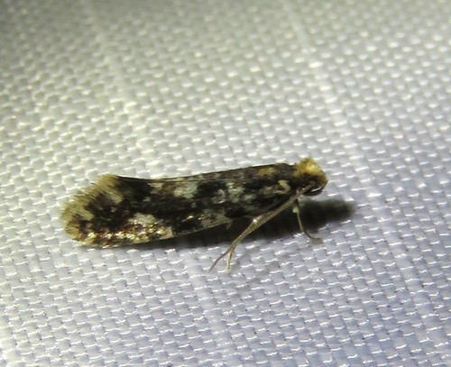 White-speckled Clothes