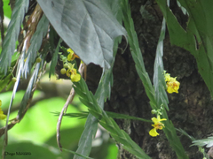 Lockhartia oerstedii