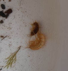 Gammarus fossarum