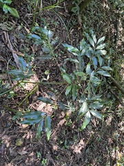 Coffeeae
