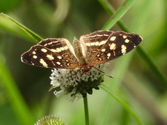 Anthanassa drusilla