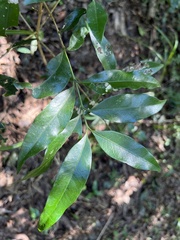 Coffeeae