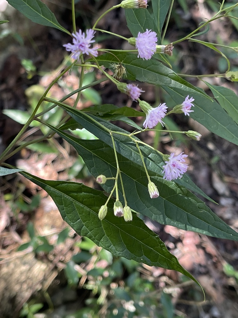 Forest Bittertea