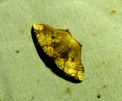 Nematocampa completa