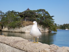 Larus crassirostris