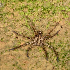 Heteropoda amphora