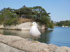 Larus crassirostris