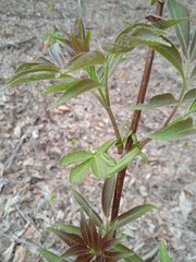 Sambucus sibirica
