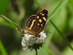 Anthanassa drusilla