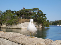 Larus crassirostris