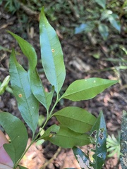 Coffeeae
