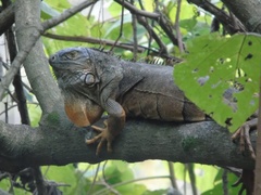 Iguana iguana image