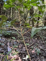 Coffeeae