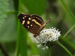 Anthanassa drusilla