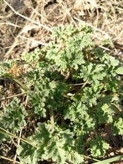 Tracheophyta