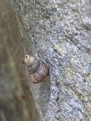 Chondropoma
