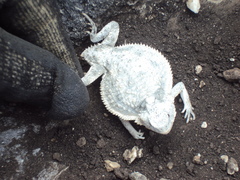 Phrynosoma braconnieri