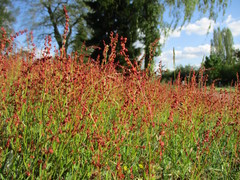 Rumex acetosella
