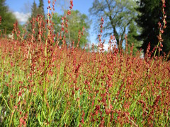 Rumex acetosella