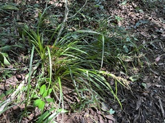 Carex zuluensis