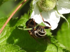 Palpada mexicana