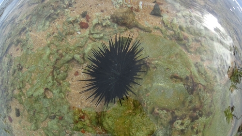 Stomopneustes variolaris