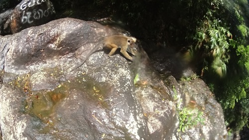 Macaca sinica