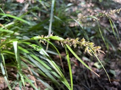 Carex zuluensis