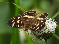 Anthanassa drusilla