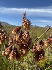 Staberoha distachyos