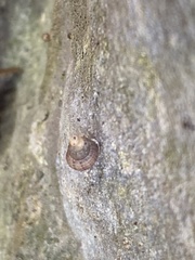 Chondropoma