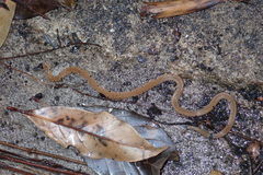 Calliophis maculiceps