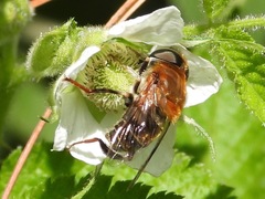 Palpada mexicana
