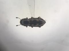 Glischrochilus vittatus