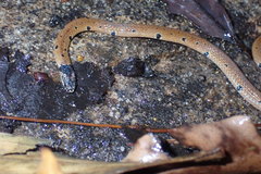 Calliophis maculiceps